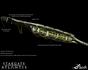 Stargate: Atlantis - Skica - Zbraň Wraithov