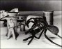 Incredible Shrinking Man, The - Poster - Incredible Shrinking Man - poster